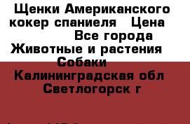 Щенки Американского кокер спаниеля › Цена ­ 15 000 - Все города Животные и растения » Собаки   . Калининградская обл.,Светлогорск г.